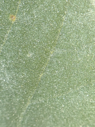 Image of Abutilon berlandieri by (c) Chet Burrier, some rights reserved (CC BY)