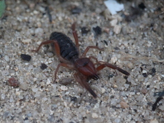 Gluvia dorsalis