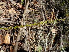 Platanthera transversa