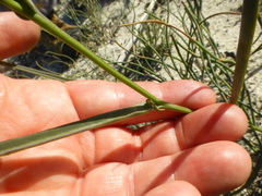 Othonna linearifolia