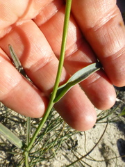 Othonna linearifolia