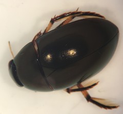 Tropisternus blatchleyi