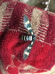 Syntomeida melanthus