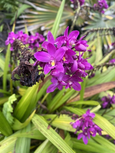 Foto de Orquídea-bambu