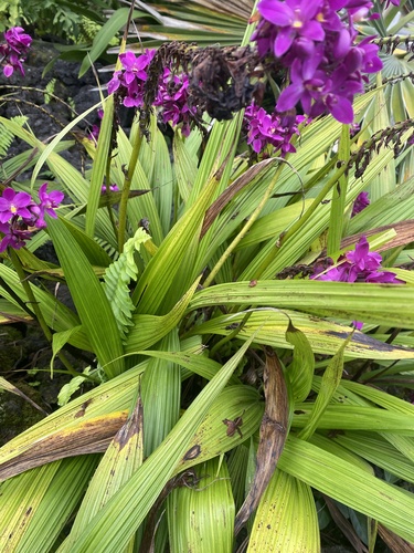 Foto de Orquídea-bambu