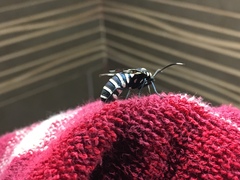 Syntomeida melanthus