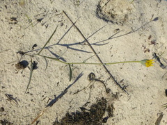 Othonna linearifolia