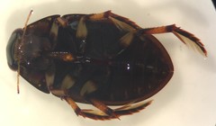 Tropisternus blatchleyi