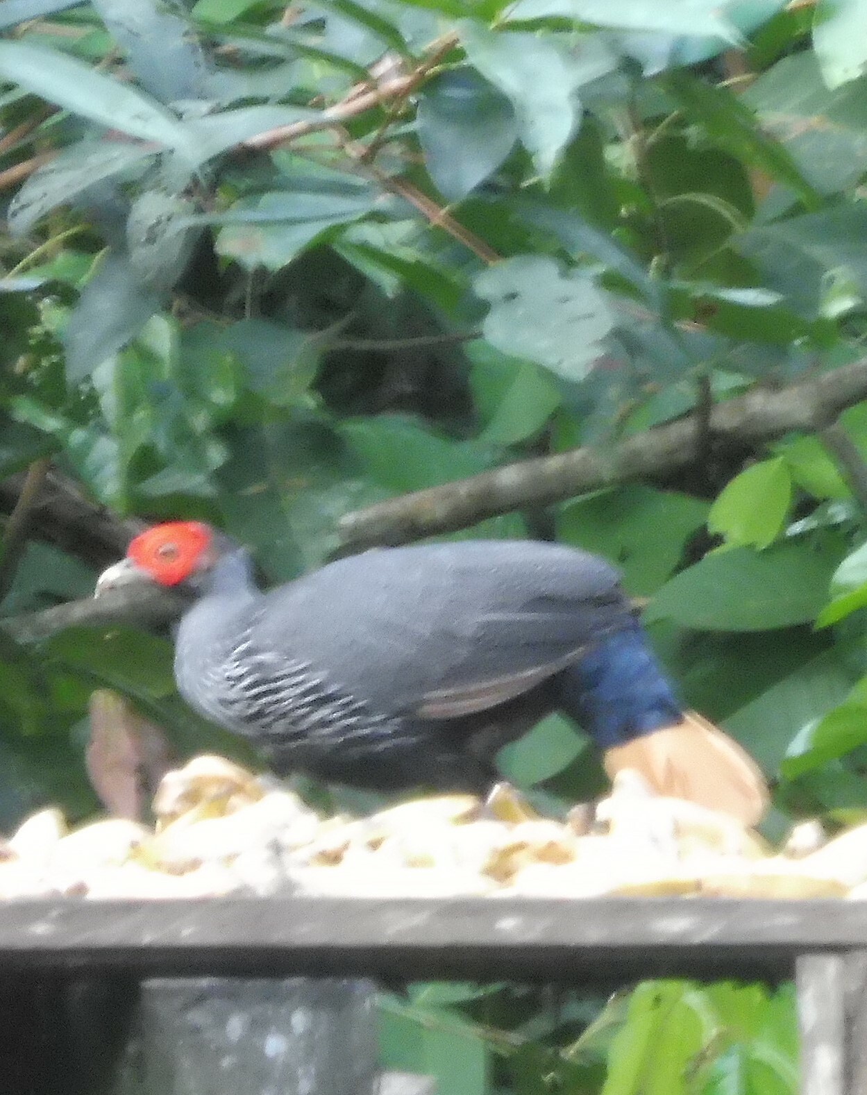 Malayan Crestless Fireback