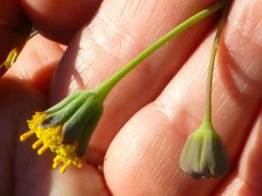 Othonna linearifolia