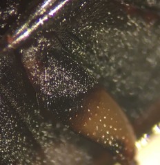 Tropisternus blatchleyi