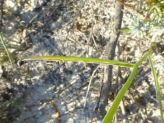 Othonna linearifolia