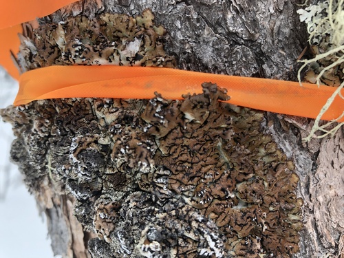 Hypogymnia bitteri, 2024-03-18