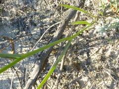 Othonna linearifolia