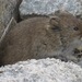 Tundra Vole - Photo (c) Rich Hoyer, some rights reserved (CC BY-NC-SA), uploaded by Rich Hoyer