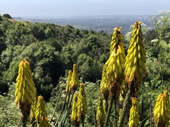 Aloiampelos striatula