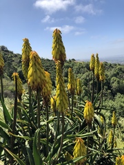 Aloiampelos striatula