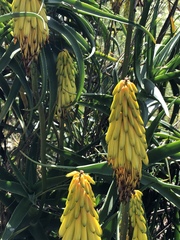 Aloiampelos striatula
