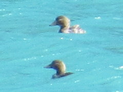 Tachyeres patachonicus