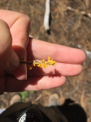 Arcyria versicolor