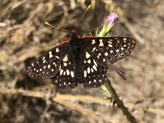 Euphydryas chalcedona chalcedona