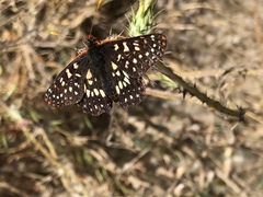 Euphydryas chalcedona chalcedona