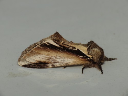 Lesser Swallow Prominent