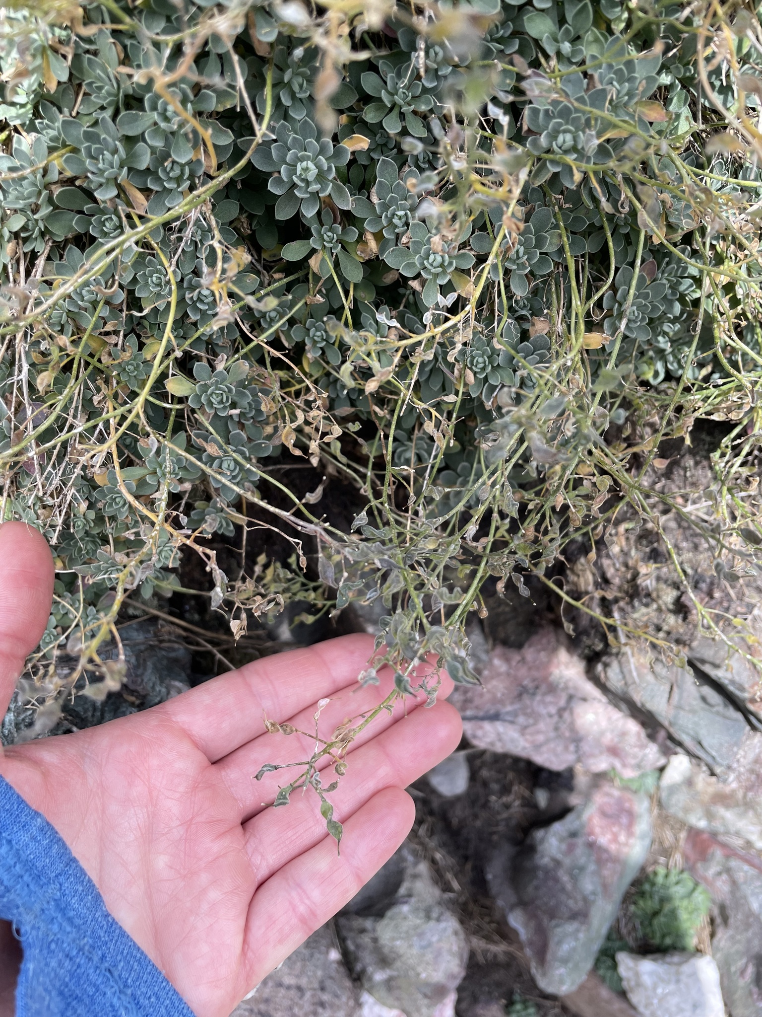 Draba smithii