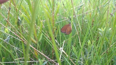 Coenonympha oedippus