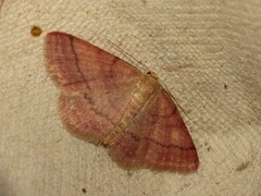 Scopula rubiginata