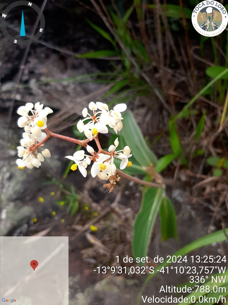 Begonia ruhlandiana