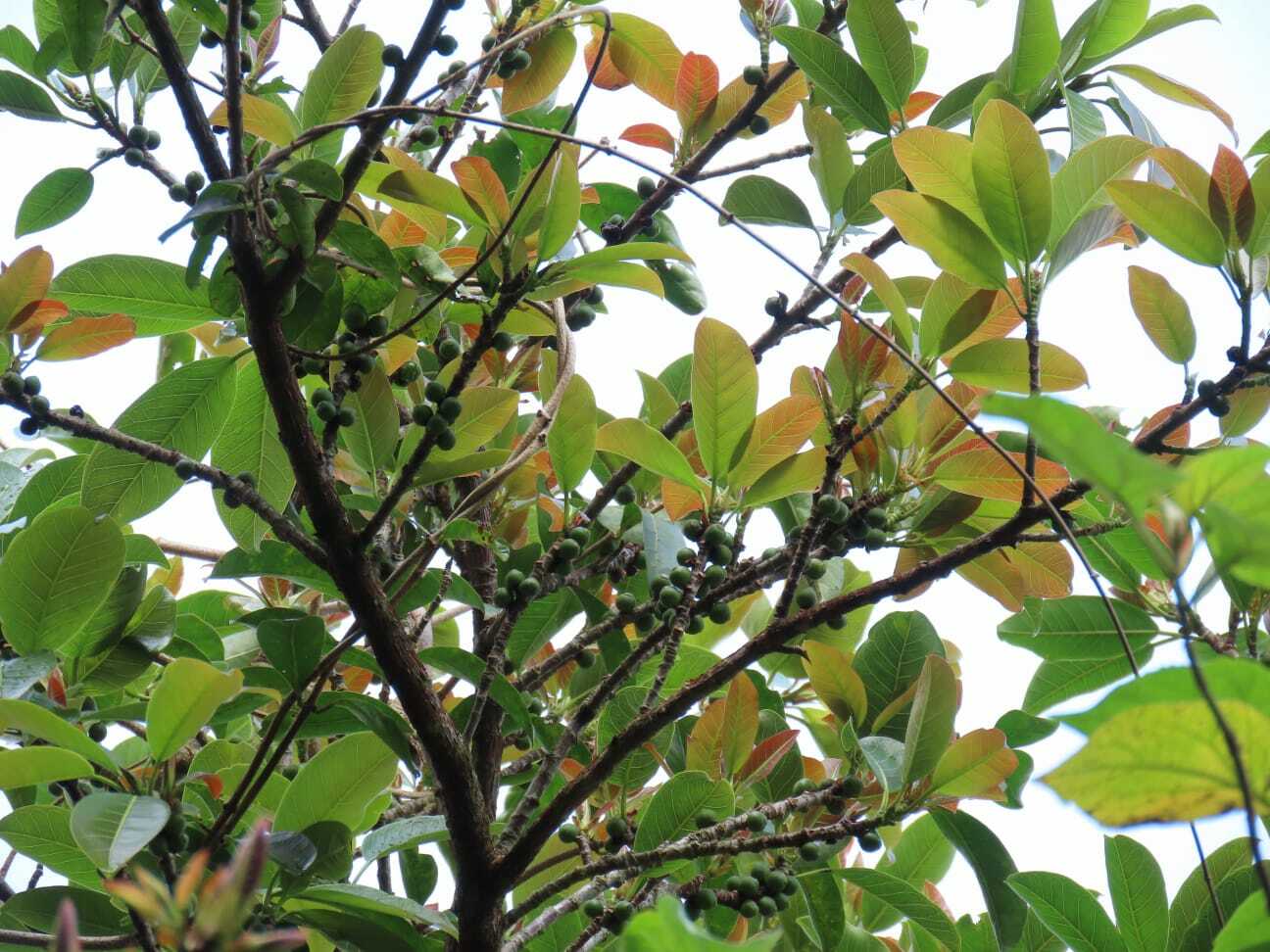 Ficus luschnathiana