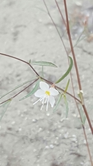 Gayophytum