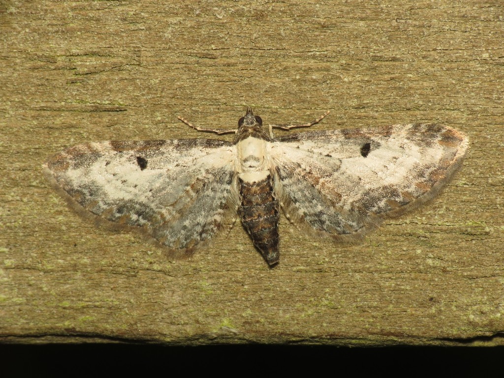 Bordered Pug