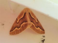 Sabulodes edwardsata