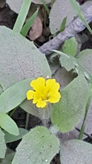 Erythranthe moschata