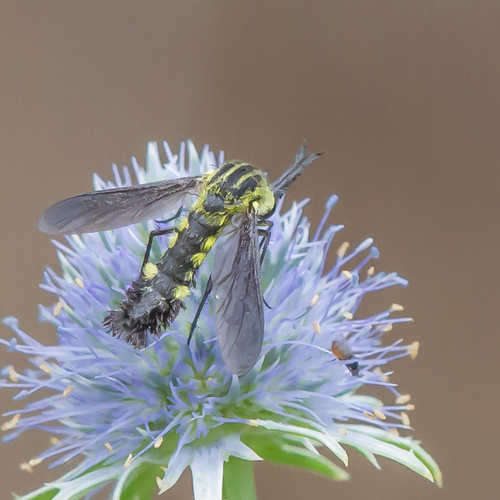 Scaly Bee Fly photo 3