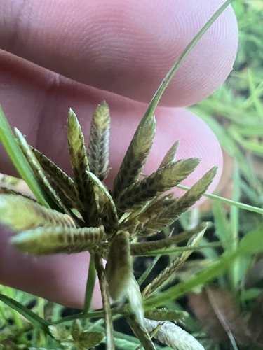 Image of Cyperus flavescens by no rights reserved
