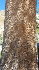 Pinus contorta murrayana