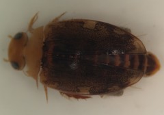 Laccophilus proximus