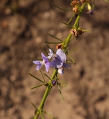 Psoralea diturnerae