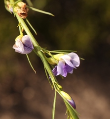 Psoralea diturnerae