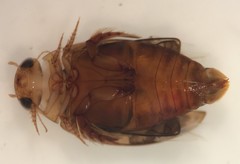 Laccophilus proximus