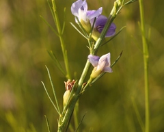 Psoralea diturnerae