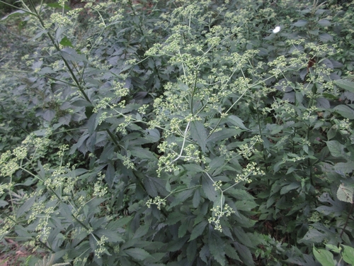 Patrinia monandra iNat (1)