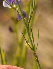 Psoralea diturnerae