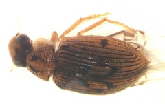 Berosus aculeatus