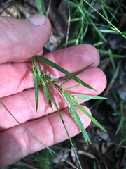 Dichanthelium angustifolium