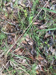 Dichanthelium angustifolium