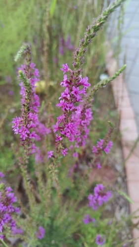 purple loosestrife